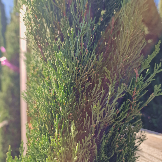 Cyprès de Provence (Cupressus sempervirens) – Hauteur 2 mètres
