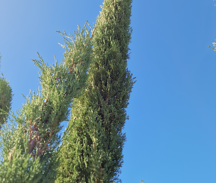 Cyprès de Provence (Cupressus sempervirens) – Hauteur 2 mètres