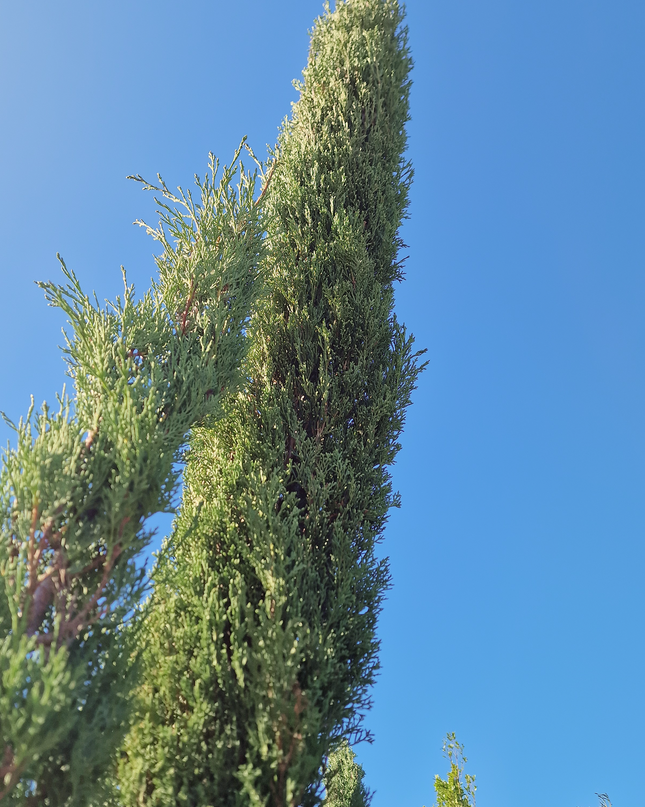Cyprès de Provence (Cupressus sempervirens) – Hauteur 2 mètres