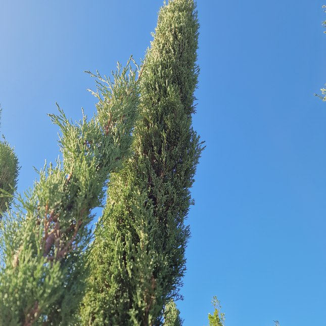 Cyprès de Provence (Cupressus sempervirens) – Hauteur 2 mètres