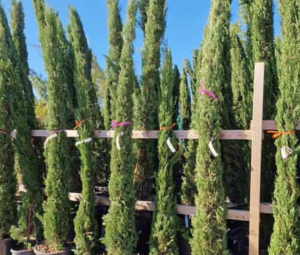 Cyprès de Provence (Cupressus sempervirens) – Hauteur 2 mètres