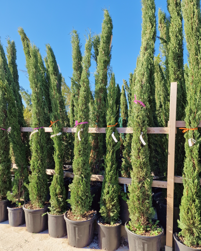 Cyprès de Provence (Cupressus sempervirens) – Hauteur 2 mètres