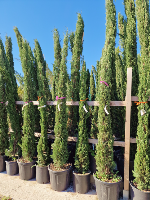 Cyprès de Provence (Cupressus sempervirens) – Hauteur 2 mètres