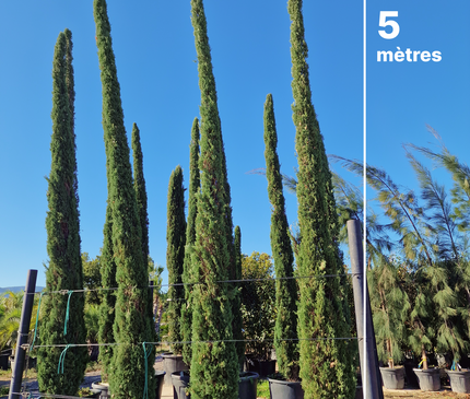 Cyprès de Provence / Cyprès de Florence – 5 à 5,5 mètre