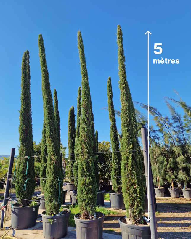 Cyprès de Provence / Cyprès de Florence – 5 à 5,5 mètre