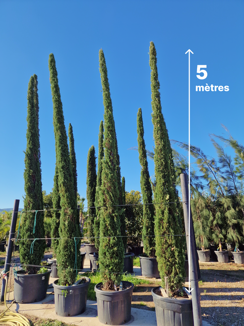 Cyprès de Provence / Cyprès de Florence – 5 à 5,5 mètre
