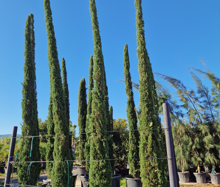 Cyprès de Provence / Cyprès de Florence – 5 à 5,5 mètre