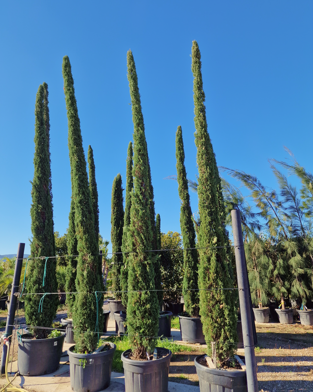 Cyprès de Provence / Cyprès de Florence – 5 à 5,5 mètre