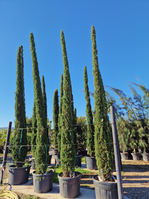 Cyprès de Provence / Cyprès de Florence – 5 à 5,5 mètre