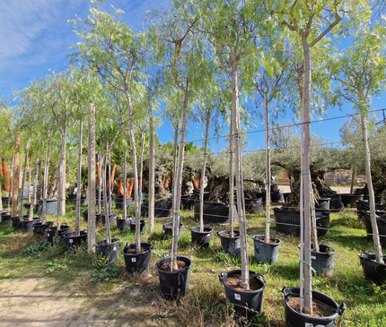 Faux poivrier - Schinus molle – Circonférence 16/18 cm - 3 mètres