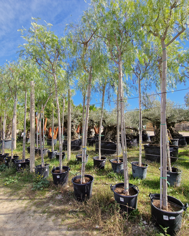 Faux poivrier - Schinus molle – Circonférence 16/18 cm - 3 mètres