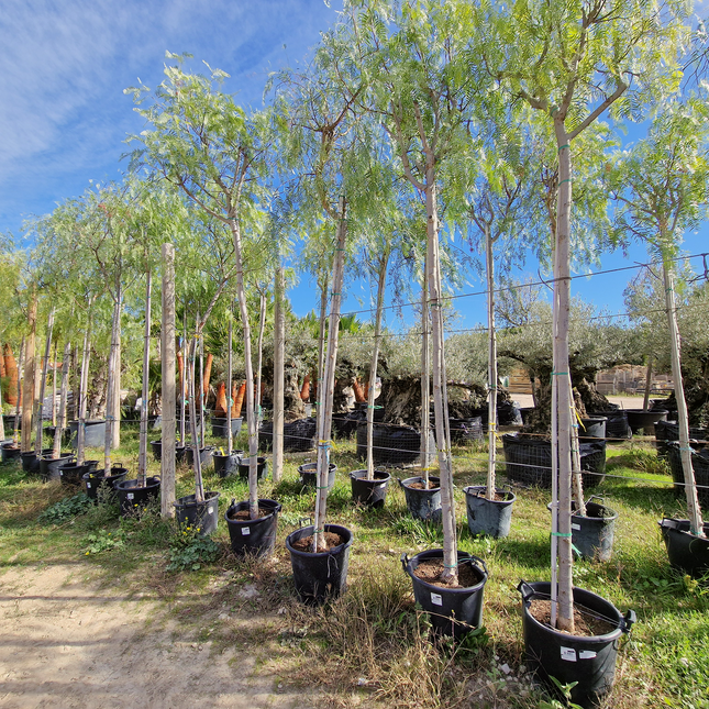 Faux poivrier - Schinus molle – Circonférence 16/18 cm - 3 mètres