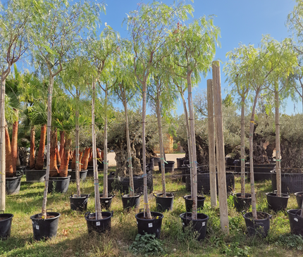 Faux poivrier - Schinus molle – Circonférence 16/18 cm - 3 mètres