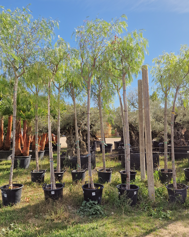 Faux poivrier - Schinus molle – Circonférence 16/18 cm - 3 mètres