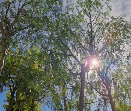 Faux poivrier - Schinus molle – Circonférence 16/18 cm - 3 mètres