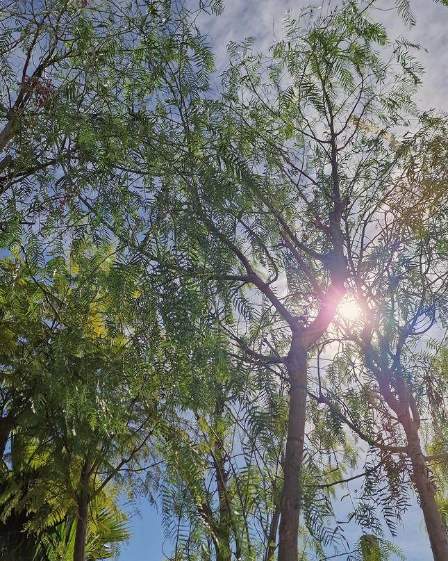 Faux poivrier - Schinus molle – Circonférence 16/18 cm - 3 mètres