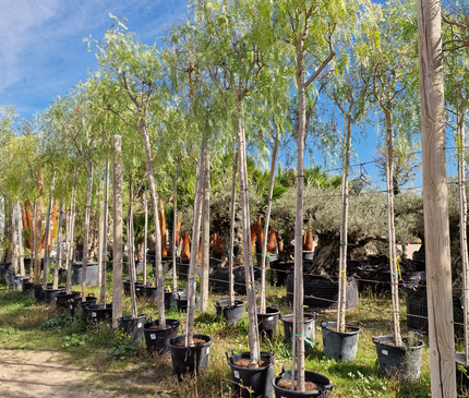 Faux poivrier - Schinus molle – Circonférence 16/18 cm - 3 mètres