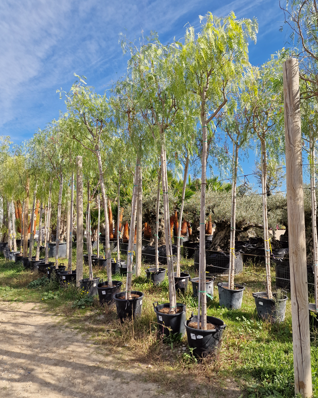 Faux poivrier - Schinus molle – Circonférence 16/18 cm - 3 mètres