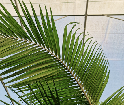 Archontophoenix alexandrae – Double tronc – 3 mètres