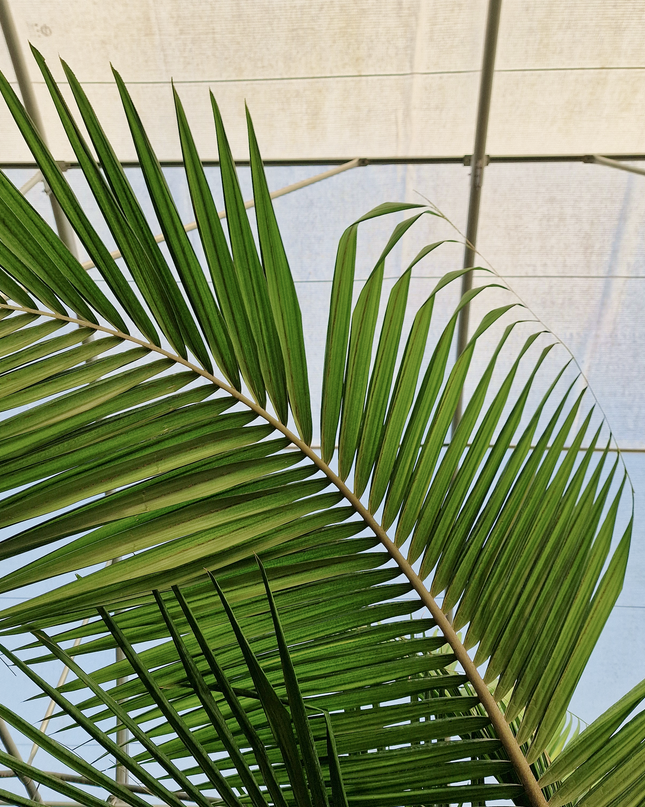 Archontophoenix alexandrae – Double tronc – 3 mètres