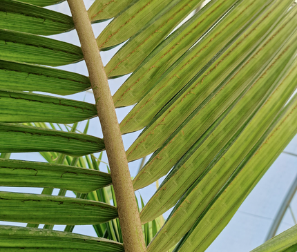 Archontophoenix alexandrae – Double tronc – 3 mètres