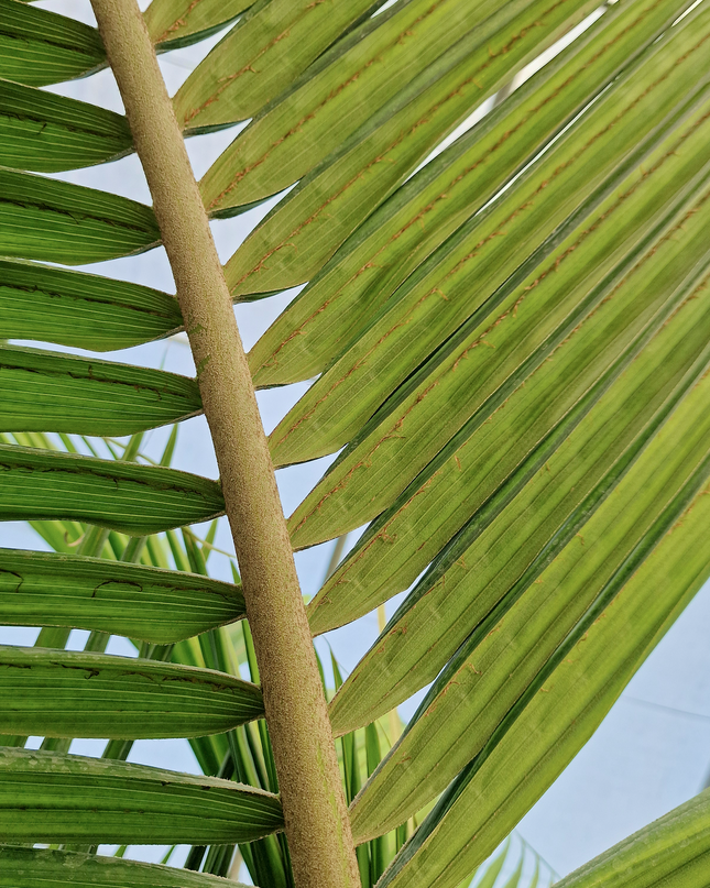 Archontophoenix alexandrae – Double tronc – 3 mètres