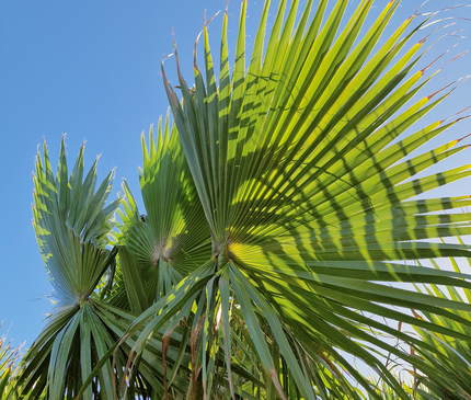 Palmier washingtonia robusta nettoyé - Stipe 160 cm