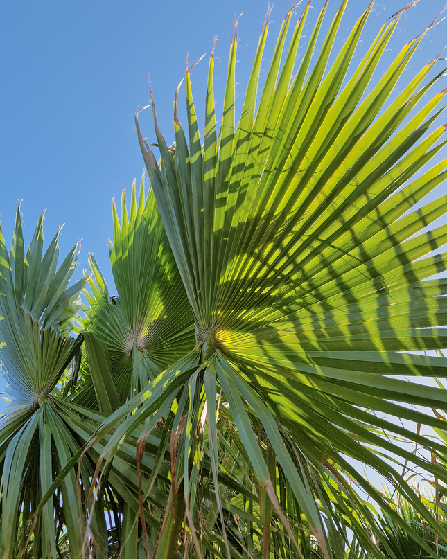Palmier washingtonia robusta nettoyé - Stipe 160 cm