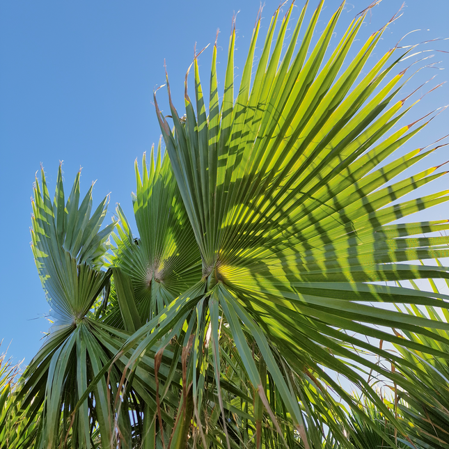 Palmier washingtonia robusta nettoyé - Stipe 160 cm