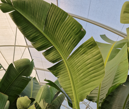 Strelitzia augusta - de 2 à 2,2 mètres de hauteur - contenance 50L