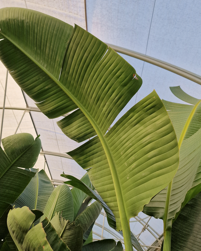 Strelitzia augusta - de 2 à 2,2 mètres de hauteur - contenance 50L