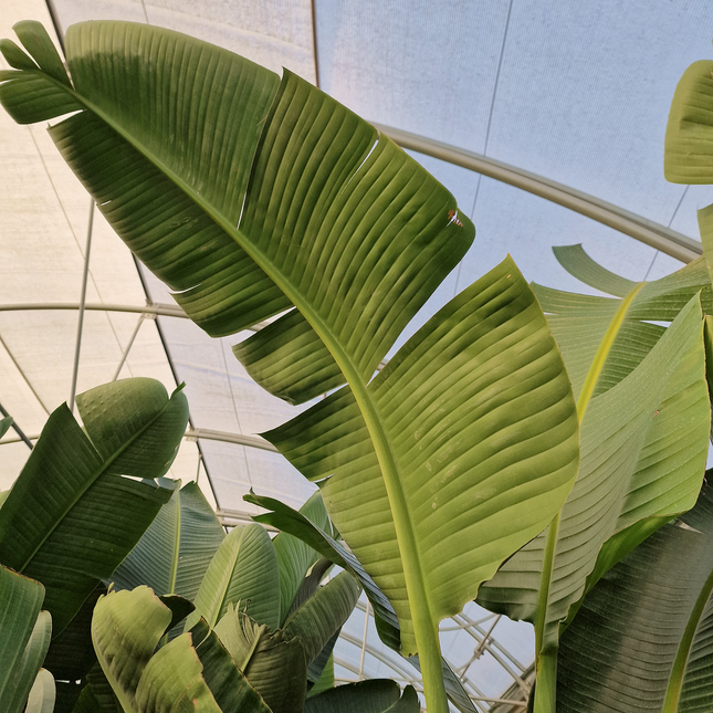 Strelitzia augusta - de 2 à 2,2 mètres de hauteur - contenance 50L