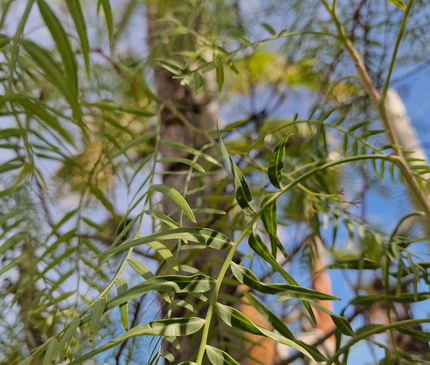 Faux poivrier - Schinus molle – Circonférence 16/18 cm - 3 mètres