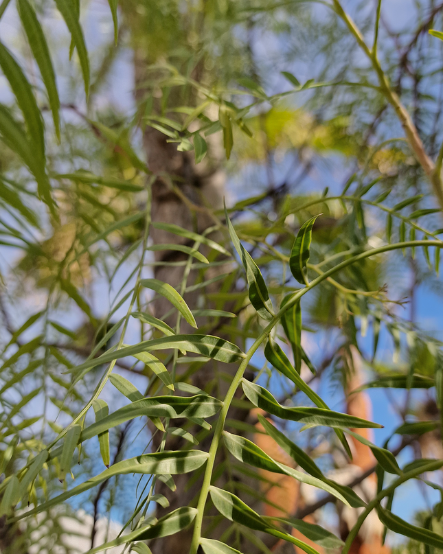 Faux poivrier - Schinus molle – Circonférence 16/18 cm - 3 mètres