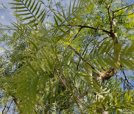 Faux poivrier - Schinus molle – Circonférence 16/18 cm - 3 mètres