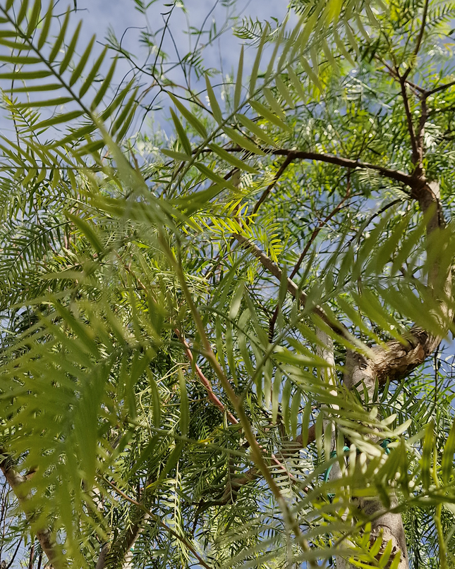 Faux poivrier - Schinus molle – Circonférence 16/18 cm - 3 mètres