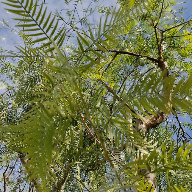 Faux poivrier - Schinus molle – Circonférence 16/18 cm - 3 mètres