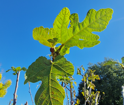 Figuier (Ficus carica) – Hauteur 180 à 200 cm - Circonférence de 30 à 35 centimètres