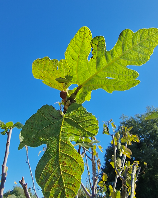 Figuier (Ficus carica) – Hauteur 180 à 200 cm - Circonférence de 30 à 35 centimètres