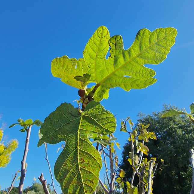 Figuier (Ficus carica) – Hauteur 180 à 200 cm - Circonférence de 30 à 35 centimètres