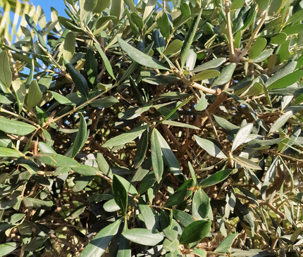 Olivier tige (Olea europaea) – Circonférence 14/16 cm