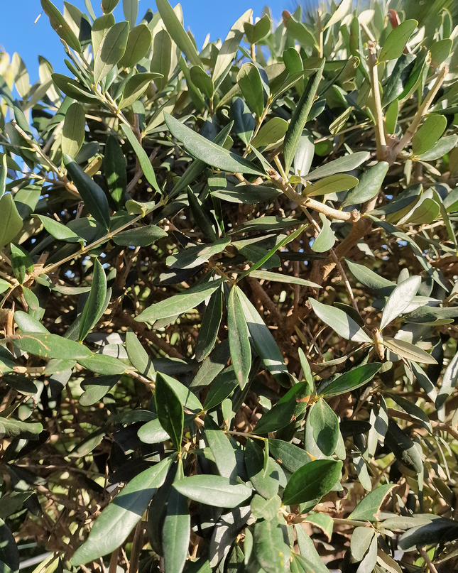 Olivier tige (Olea europaea) – Circonférence 14/16 cm