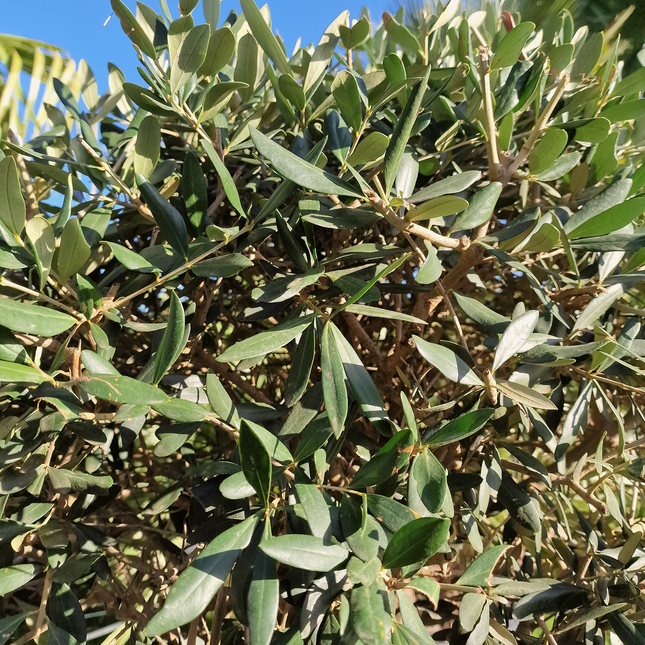 Olivier tige (Olea europaea) – Circonférence 14/16 cm
