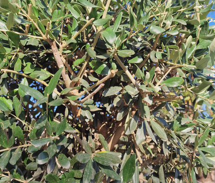 Olivier tige (Olea europaea) – Circonférence 14/16 cm