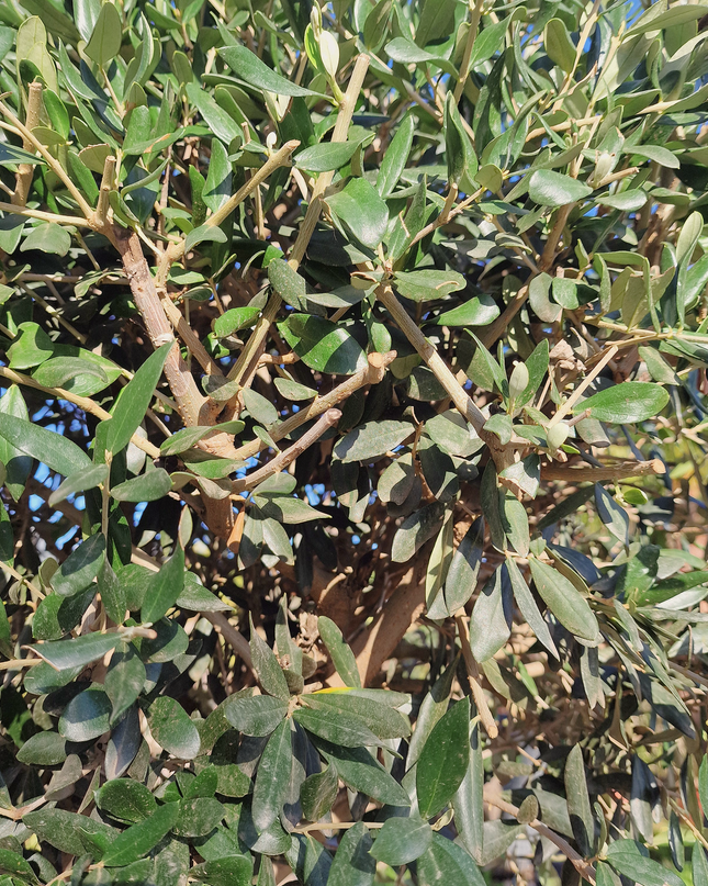 Olivier tige (Olea europaea) – Circonférence 14/16 cm