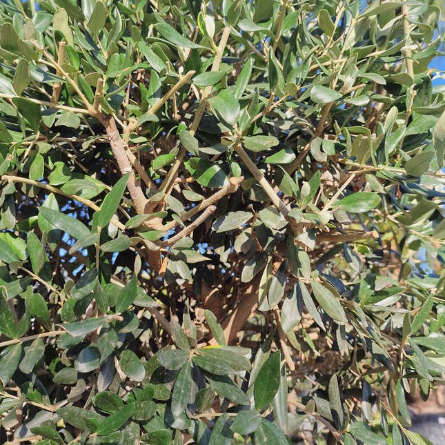 Olivier tige (Olea europaea) – Circonférence 14/16 cm