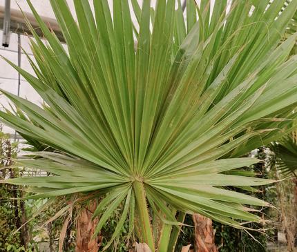 Palmier Washingtonia robusta – Tronc rasé – Stipe 100 cm - palmier à croissance rapide