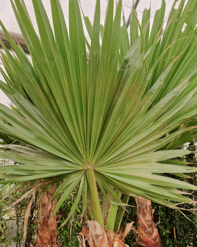 Palmier Washingtonia robusta – Tronc rasé – Stipe 100 cm - palmier à croissance rapide
