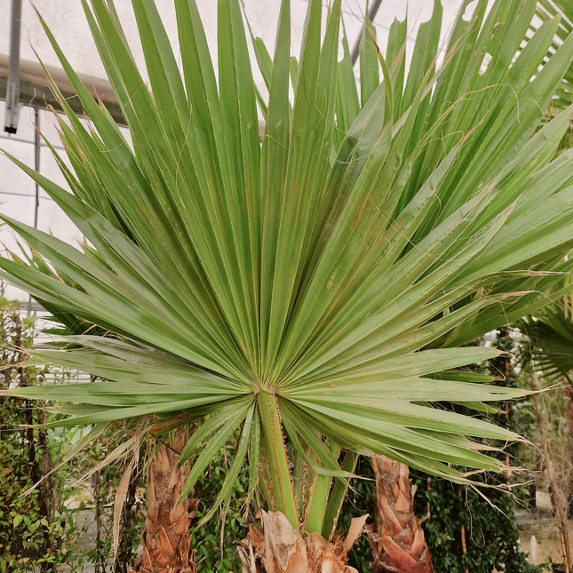 Palmier Washingtonia robusta – Tronc rasé – Stipe 100 cm - palmier à croissance rapide