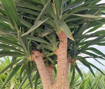 Yucca elephantipes – Hauteur 175 cm